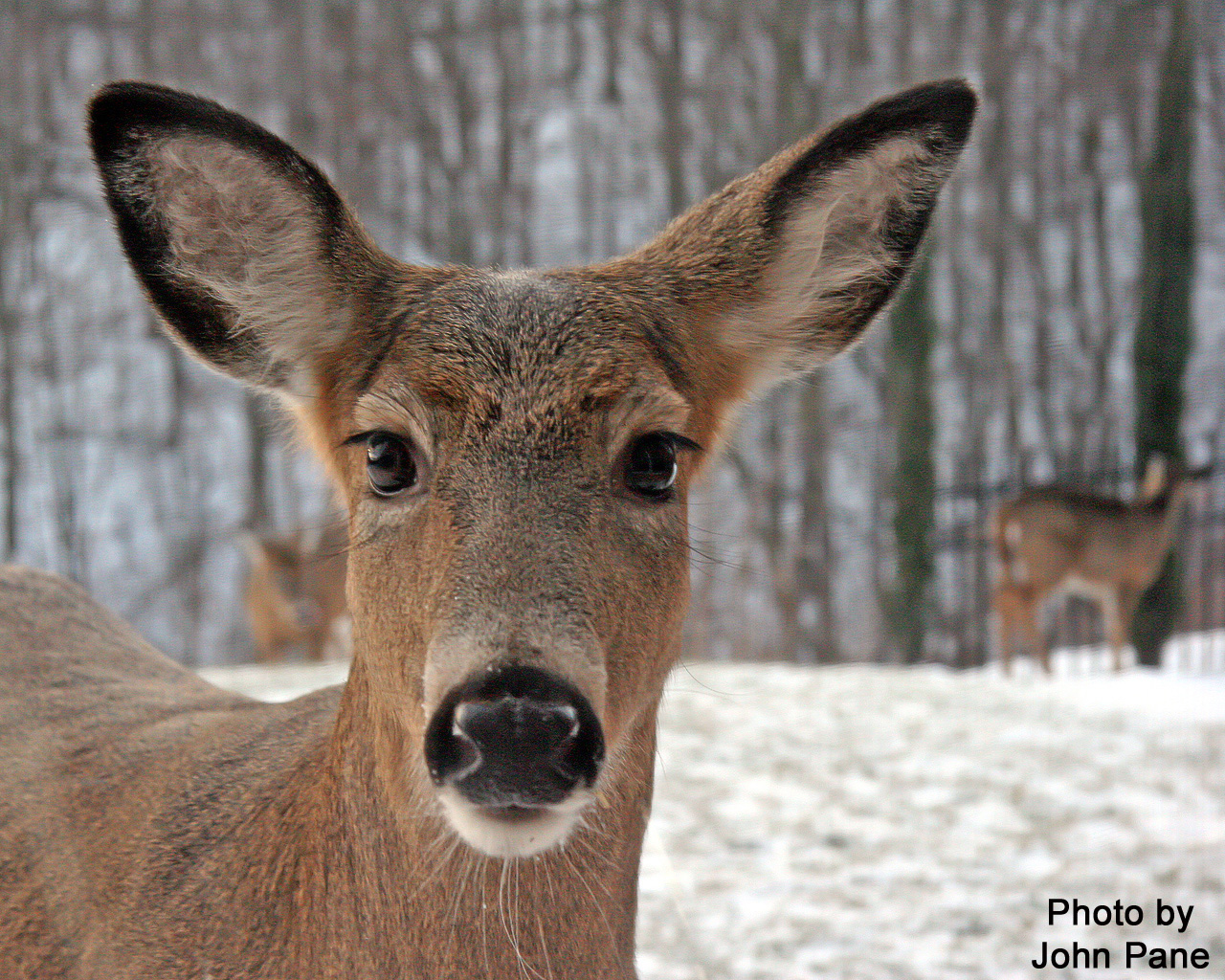 deer-stare