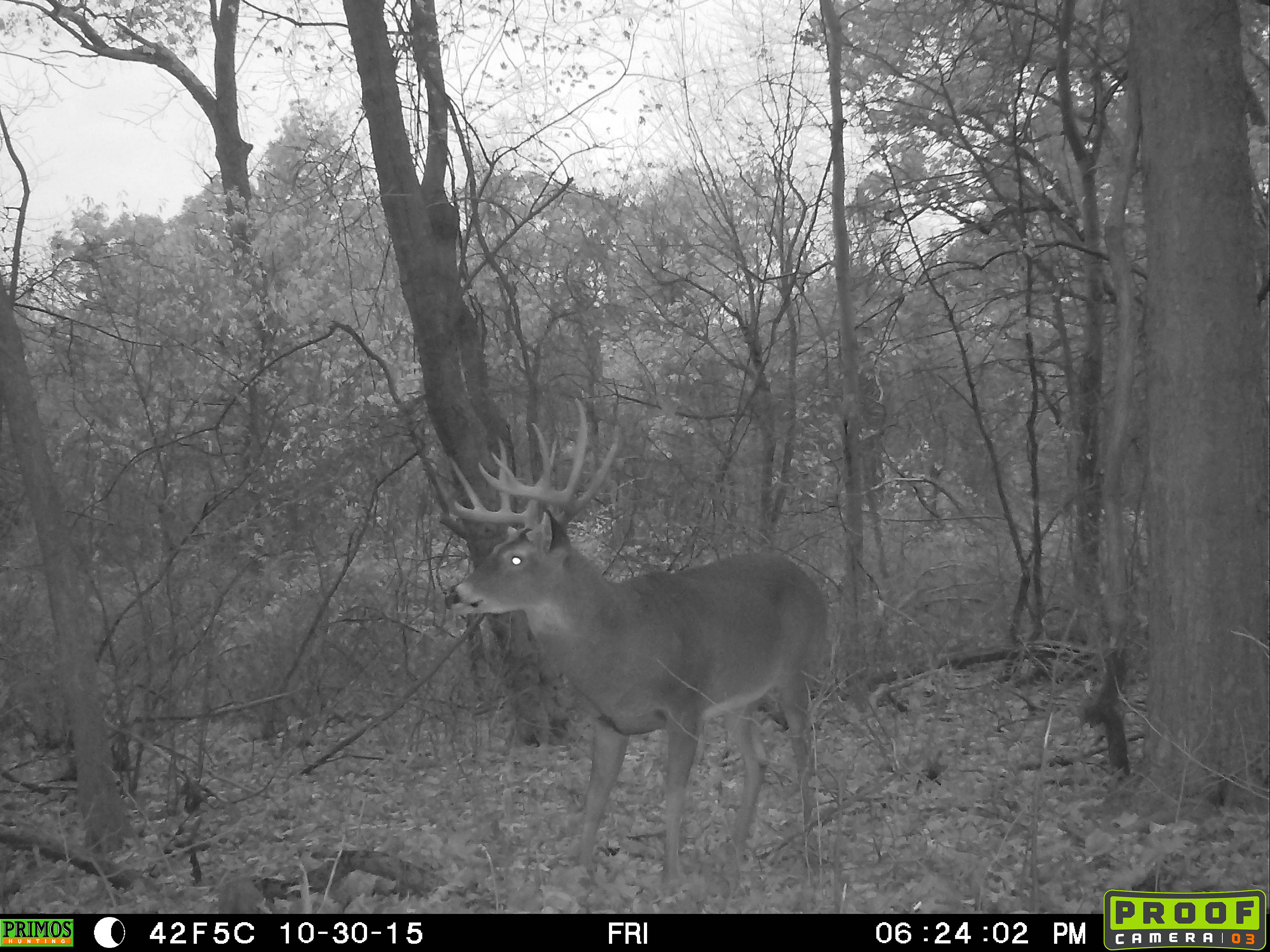 Sweickley Heights Buck from the Past