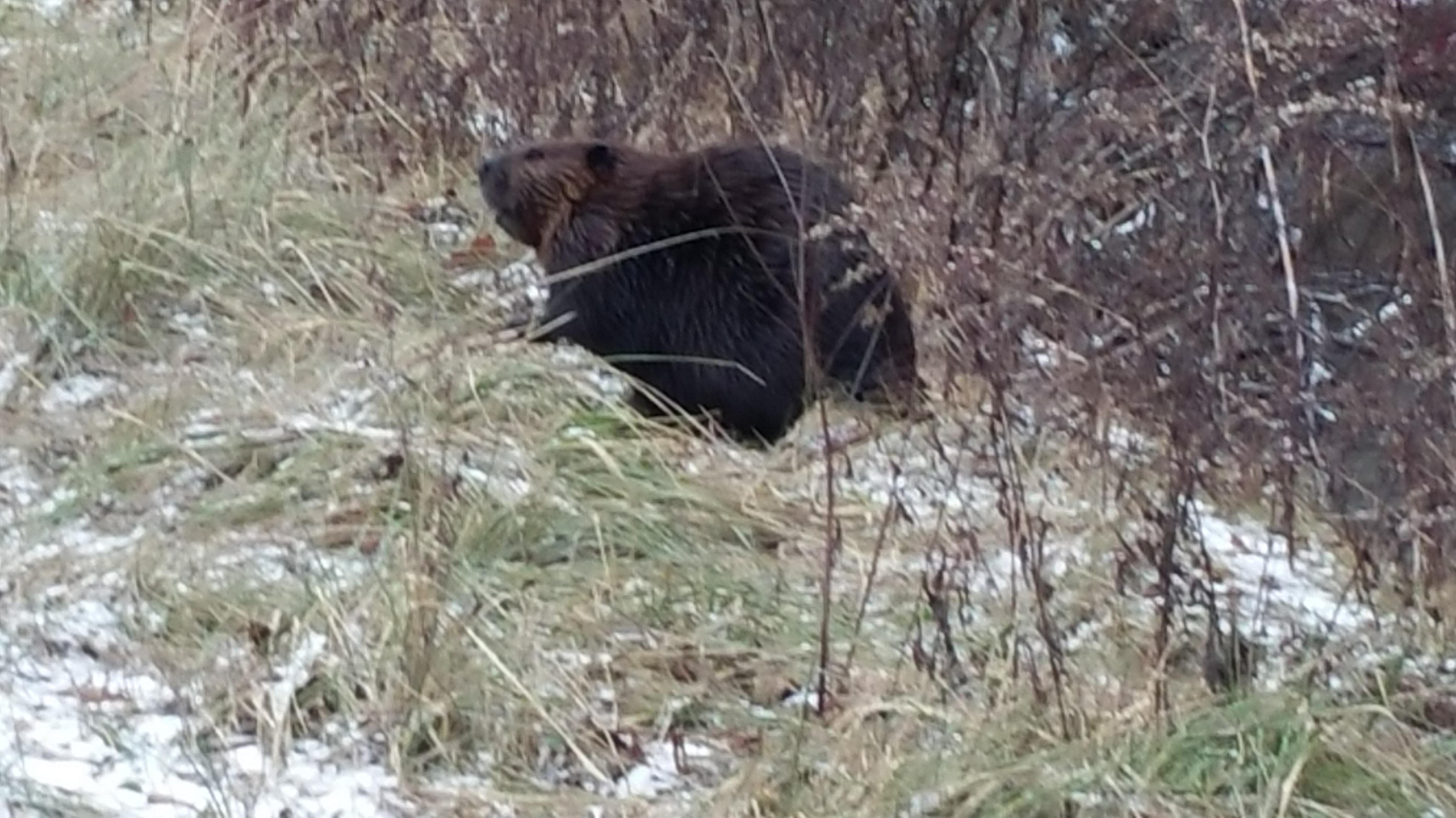 Large Beaver