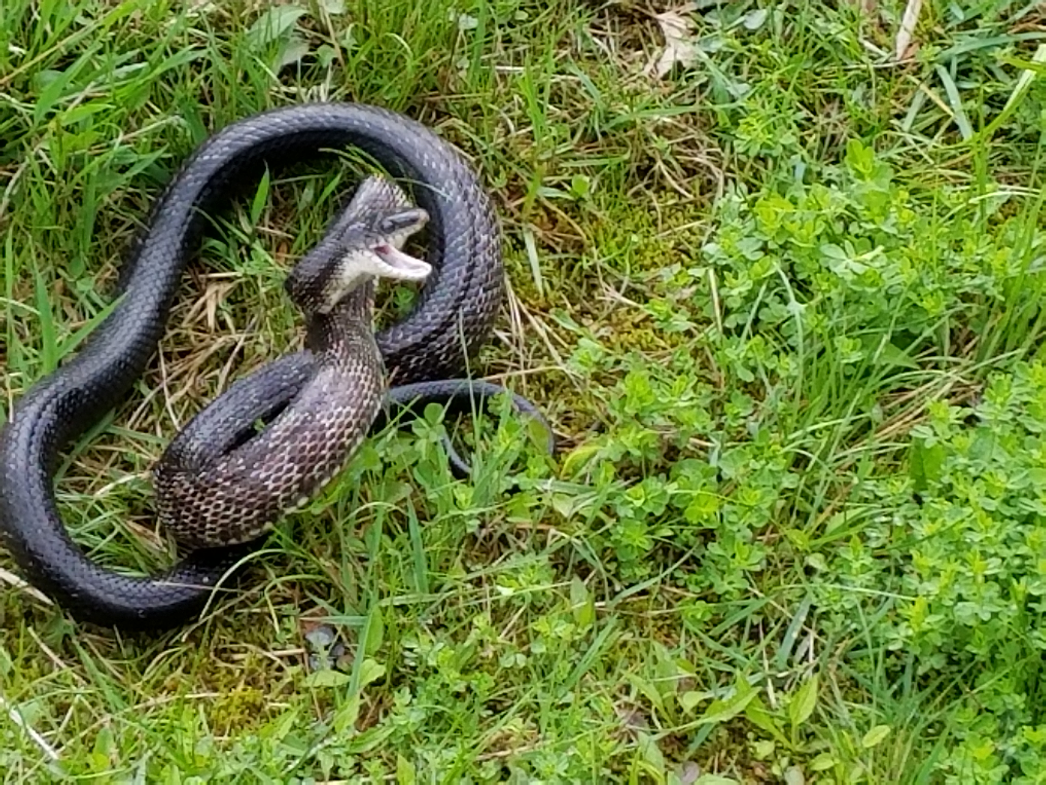Elk County Snake