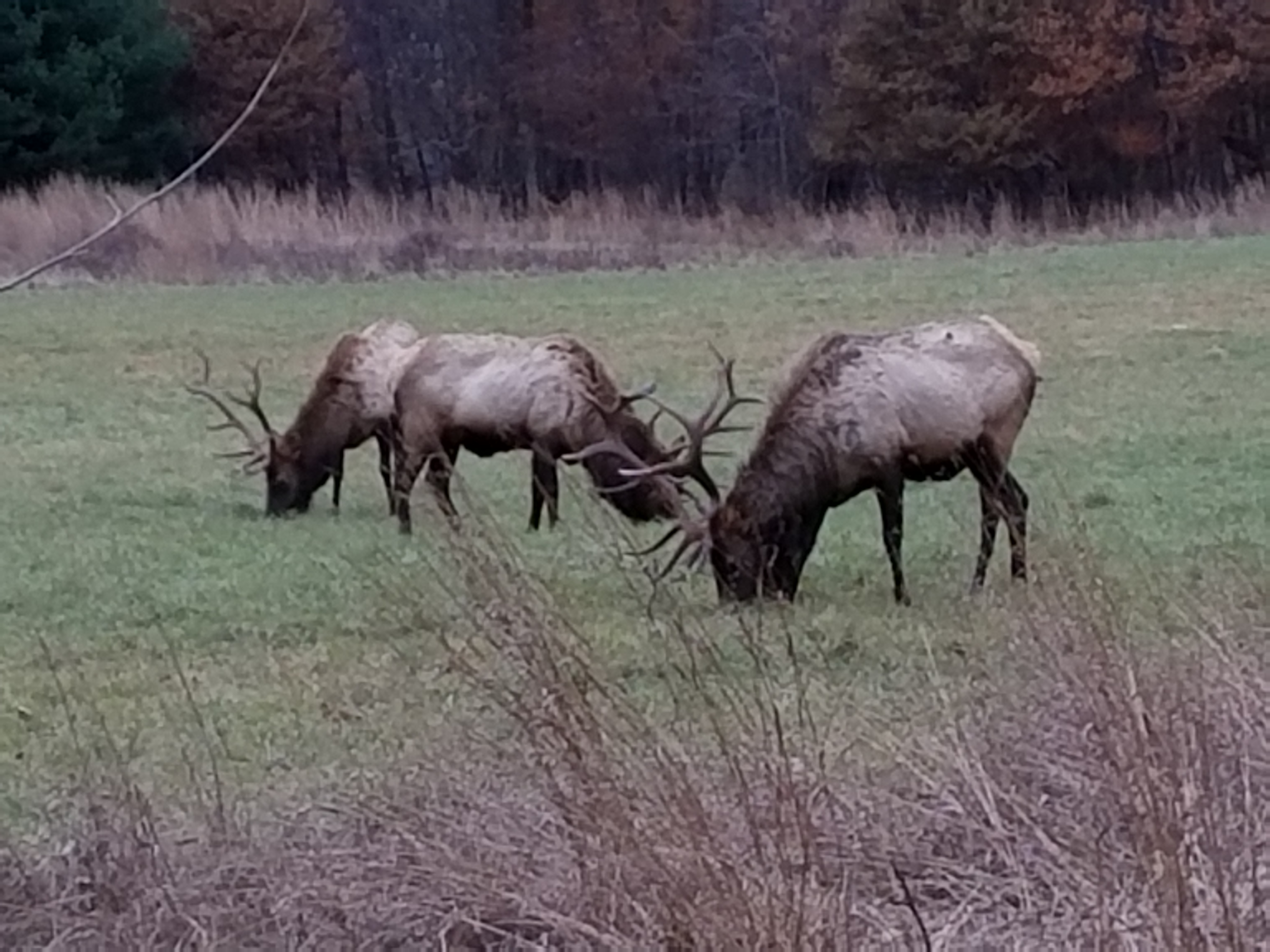 Cameron County Bull Elk